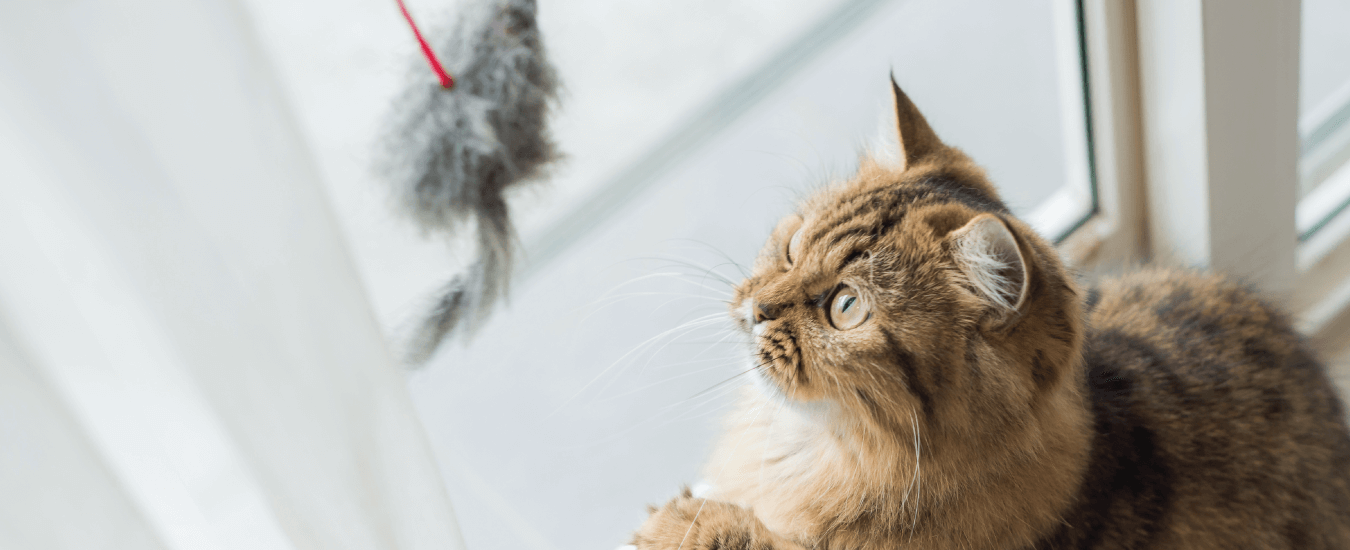 Are you a Rat or a Fat Cat?